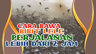 #dtvbibit CARA Membawa BIBIT LELE Tanpa OKSIGEN Agar TIDAK Mati DI JALAN