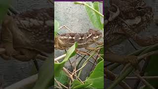 LIZARDS AT HOME