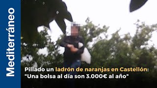 Pillado otro ladrón de naranjas en Castellón: "Una bolsita al día son 3.000€ al año"