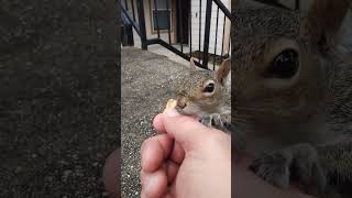 I present to you Alaska 🐿️😊🤗. 🐿️👍🛎️😃❤#mysquirrelsonthebalcony #squirrel #cute #funny #wildlife.