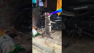 cat 😺 funny # dance 😂 viral # video 😍 trending # short 🙏