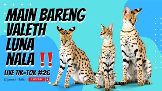 Valeth Luna Nala Sekarang Udah Jadi THREE MUSKETEERS‼️ SERVAL