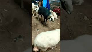 A 1 lakh ka Barak sheep 😍#sheep #shortvideo #youtubeshort #viral #trending #reels #Goats