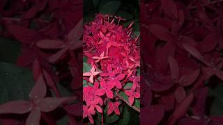 Ixora coccinea,Rugmini (Hindi), Vedchi (Tamil), Rangan (Bengali), Chethi (Malayalam)