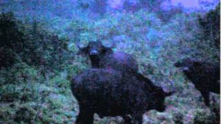 24 - John Goldie viewing Buffalo at the Ngorongoro Crater rim.