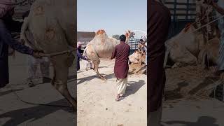 Camel 🐫 for Qurbani #2024 #cow #trending #animals #qurbanistatus #qurbani2024 ##camel