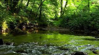 NIGHTINGALE SINGING BY THE FOREST STREAM, SOUNDS OF NATURE FOR SLEEP