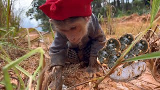 Farmer monkey Max harvest snails eat on a stormy day.