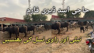 Haji Asad Dairy farm|Pakistan Biggest and modern Nili Ravi Buffalo dairy farm|Top Nili Ravi Buffalo