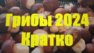 Грибы-Боровики. Новый сезон 2024 года. Очень коротко.