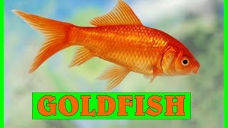 Goldfish. N / Revelado