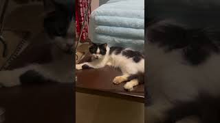 Minnu #shortsvideo #catshorts #catlover #cat