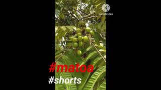 #Buah #Matoa #shorts