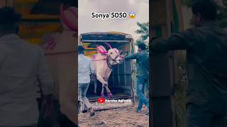 Sonya 5050 ⚜️ #viral #mostpapular #ox #powerfull #king