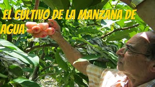 El Cultivo de Manzano de Agua