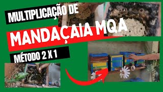 Multiplicação de Mandaçaia MQA - Método 2 x 1