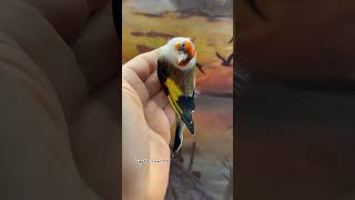 Chardonnerets goldfinches cardellini الحسون