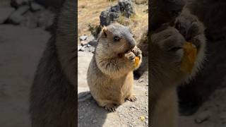 Chubby Himalayan Marmots Enjoying Delicious Bread#cutemarmot #cuteanimals #marmot #marmota #cute