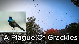 A Plague Of Grackles Landed In My Woods! Thousands Of Birds!!!