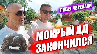 Побег черепахи Ветеринар для кота и Очень много еды а еще Дальний пляж