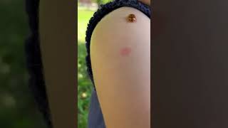 Just liked the video ☺️ #ladybug