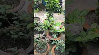 बरसात में पौधों को Fungus और Insect के हमले से कैसे बचाएं | Monsoon Plant Care