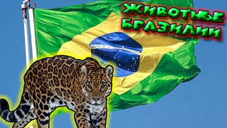 Животные Бразилии / Animals of Brazil