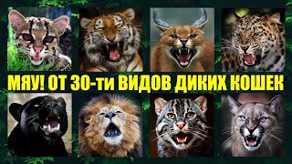 Как мяукают и рычат 30 видов диких кошек мира🐱 Кошачьи разговоры