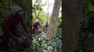 Tebang pohon gemilina atau jati putih  rebohnya hingga bikin gempa