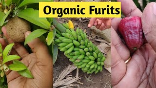 అరటి గెల Rs100 only|Organic Banana Farm