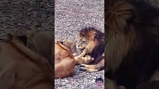 Lion cubs love their parents #lion #wildlife #animals #lionking #shortsviral