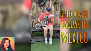 I fed a baby jaguar in Mexico!