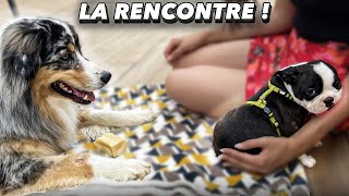 Rencontre d'un Berger Australien et d'un Boston Terrier chiot - Olive et Sully