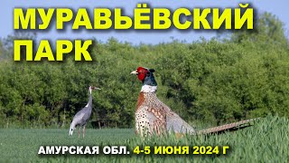 Муравьёвский парк. Крик фазана. 1/3. 4-5 июня 2024 г.