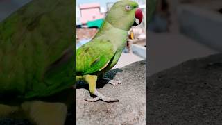 Parrot 🦜 sound||#shorts  #birdsound ##wildlife #viralshorts