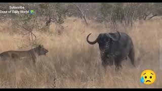 Lions Hunting Buffalo #youtube #viral #trending #viralvideo #lion #hunting #safari #shorts #fyp