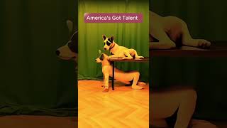 아메리카 갓탈렌트 변신 마법의 체인지#강아지변신 #개  America's Got Talent  #갓탈랜트