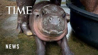 She’s an Icon, She’s a Legend, and She Is the Moment. Meet Viral Baby Hippo Moo Deng