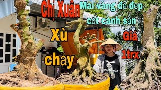 Mai vàng xù chảy đế đẹp cốt cành sẳn giá 1trx ngày 24/8/2023 Xuân 0776000017