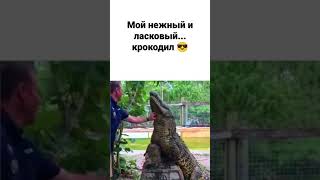 Мой нежный и ласковый...крокодил 😎