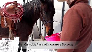 Zatural CBD Oil For Horses