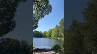 A pond in the park #shorts