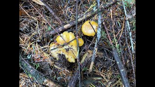 How to forage for Chanterelle and Lobster mushrooms in Oregon