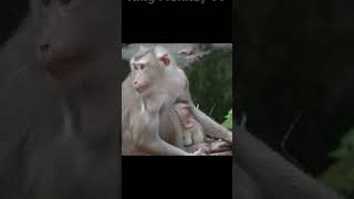 Monkey funny videos #1286 #babymonkey #shortvideo #short #viral #monkey #reels2023