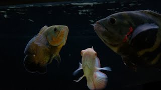 Novo peixe no Aquário Jumbo Oscar Bronze e Albino no Aquário principal