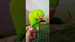 Parrot Try To Eat Hot Mirchi🤣😂🔥🔥#mirchi#mittoo#mithu#parrot#eating#talkingparrot#parrots#shortsvideo