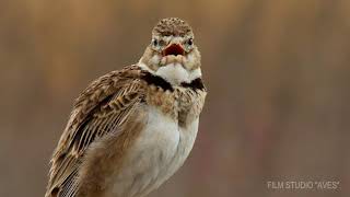 Степной жаворонок (Melanocorypha calandra) | Film Studio Aves