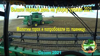 Вышли первый день в поле на уборку урожая 2021.  Молотим горох и попробовали оз. пшеницу.