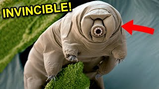 10 Animals That Can Live After DEATH