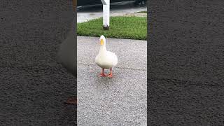 Stubborn little duck. 🤣#fyp #waddle #cute #cuteanimals #happy #funny #smile